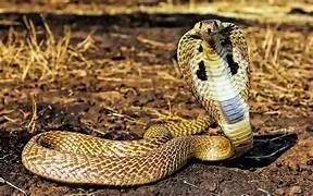 କେନ୍ଦୁଝର ଜିଲ୍ଲା ବଡବିଲ ଗାଁରେ ବିଷାକ୍ତ ସାପ କାମୁଡାରେ ମାଆ ଝିଅଙ୍କର ମୃତ୍ୟୁ ।
